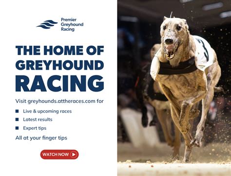 20 000 Premier Greyhound Racing Regency Live Greyhound Racing