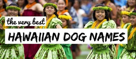 250 Hawaiian Dog Names Island Inspiration For Your Canine