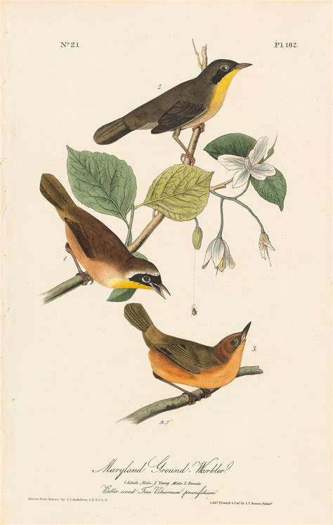 Audubon Octavo Pl 102 Maryland Ground Warbler By Oppenheimer