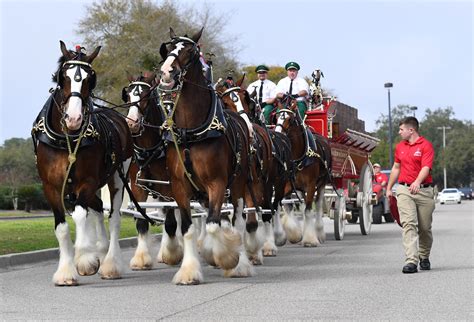 Budweiser Clydesdales Entertain Airmen And Families On Keesler