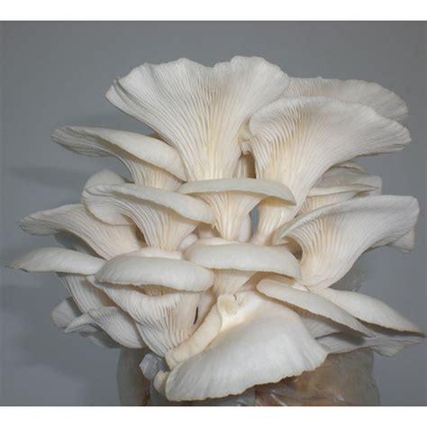Buy Oyster Mushroom Fresh Online At Best Price