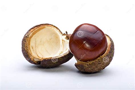 Chesnut Stock Photo Image Of Background Colour Brown 16240908