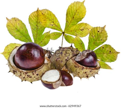 Chesnut Stock Photo Image Of Buckeye Isolated Aesculus 12321172