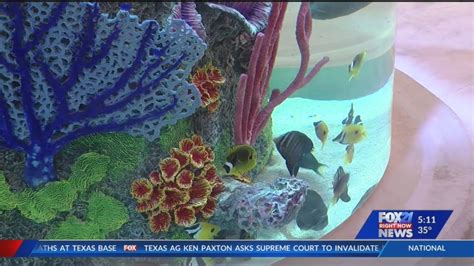 Colorado Springs Scheels Aquarium Stocked With Hundreds Of Fish Fox21 News Colorado