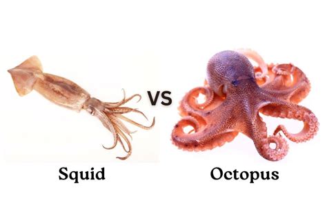 Difference Between Squid And Octopus: Anatomy And Behavior