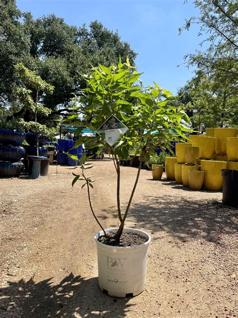 El Nino Desert Orchid Hill Country Water Gardens Nursery