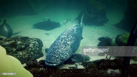 Fish In The Aquarius Denver High Res Stock Photo Getty Images