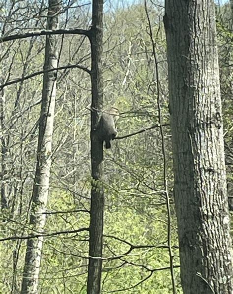 Groundhogs Do Climb Trees Here S Proof This One Is About 25 Feet Up And 50 Feet From The House He Seems To Be Enjoying The Sunshine R Bloomington