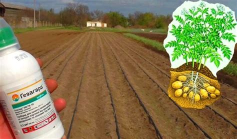 Herbicide Gezagard Instructions For Use For Potatoes Dill Herbs