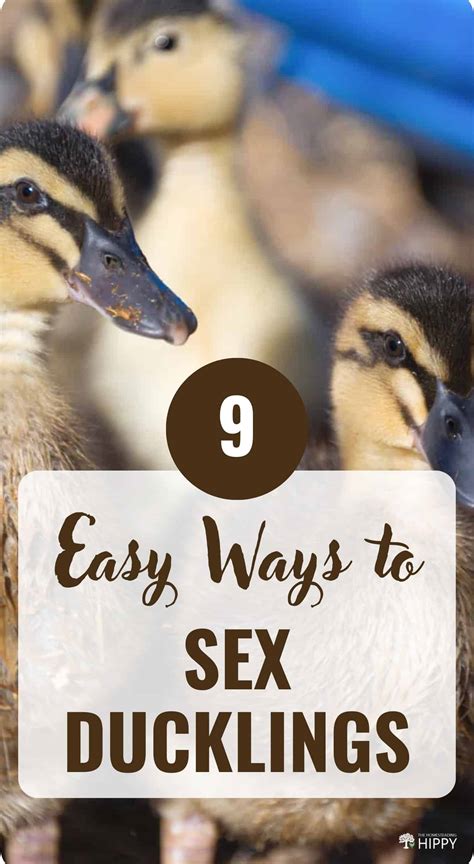 Sexing Ducklings: A Simple Guide