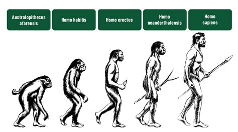 Human Evolution Species Overview Pdf Homo Paleoanthropology