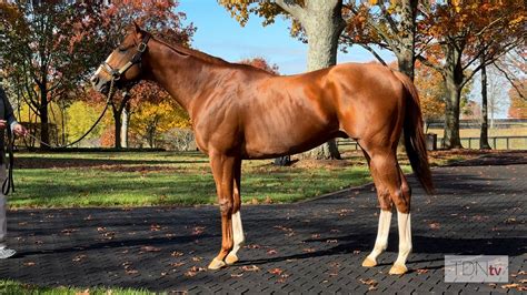 Karl Burke Archives Tdn Thoroughbred Daily News Horse Racing News Results And Video Thoroughbred Breeding And Auctions