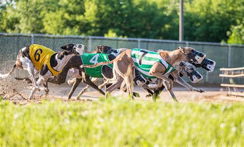 Live Racing Greyhound Racing At Wheeling Island Casino