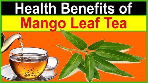 Mango Leaves Tea Benefits For Blood Sugar Heart Health Brain Function Sachi Herbal Art