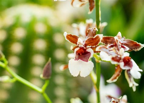 Orchid Fever At Desert Botanical Garden Tempe Tourism