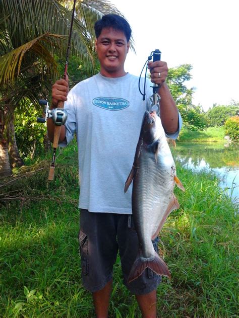 Pangasius Catfish Pangasianodon Hypophthalmus Fishing The Philippines