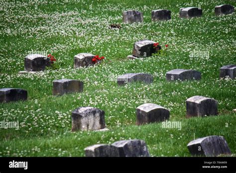 Plymouth Meeting Pa Usa June 1 2019 Bright Red Flowers Adorn Graves In A Quaker Cemetery Stock Photo Alamy