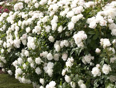 Pot Rose Icecap Roses At Lowes Com