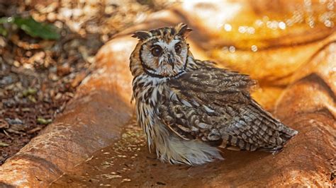 The Fascinating World Of Conlangs Invented Languages And Their