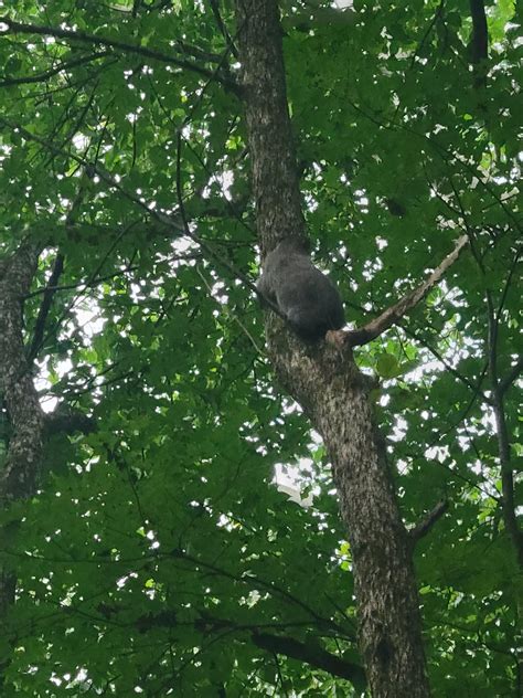 What Is This Animal Saw Him Climb Up A Tree Really Fast As We Approached Peninsula Ohio R Animalid
